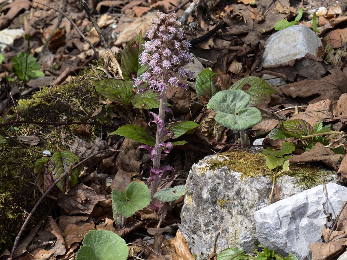 Petasites hybridus